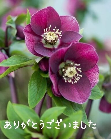 ありがとうございました