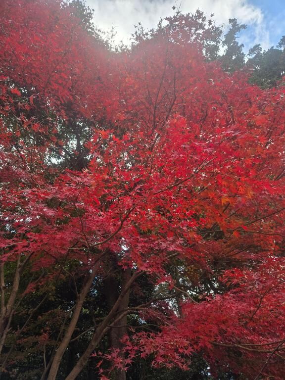 やっと見れた♡