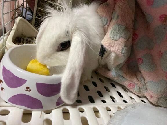 のほほん(  ´﹀` )