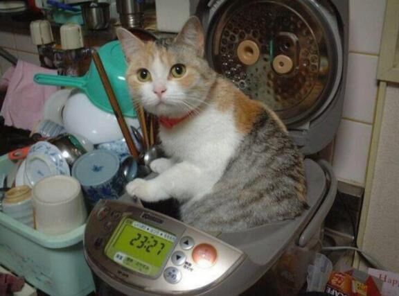 day722。性なる力。詐欺ではない。