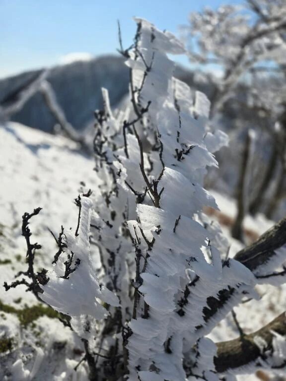 早すぎるホワイトクリスマスツリー