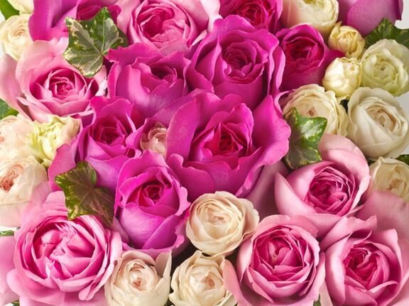 初めましてさん