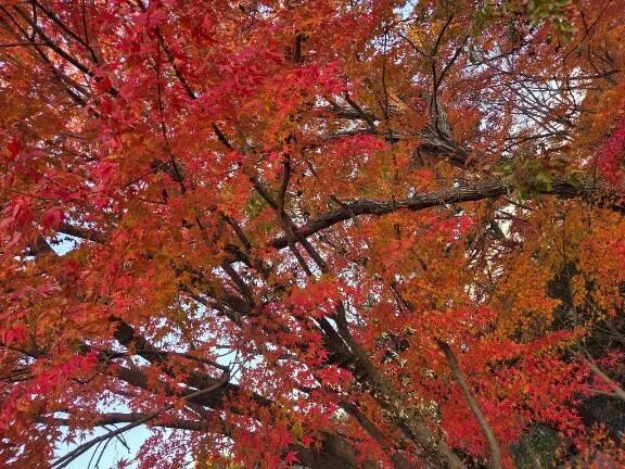 紅葉(*^^*)