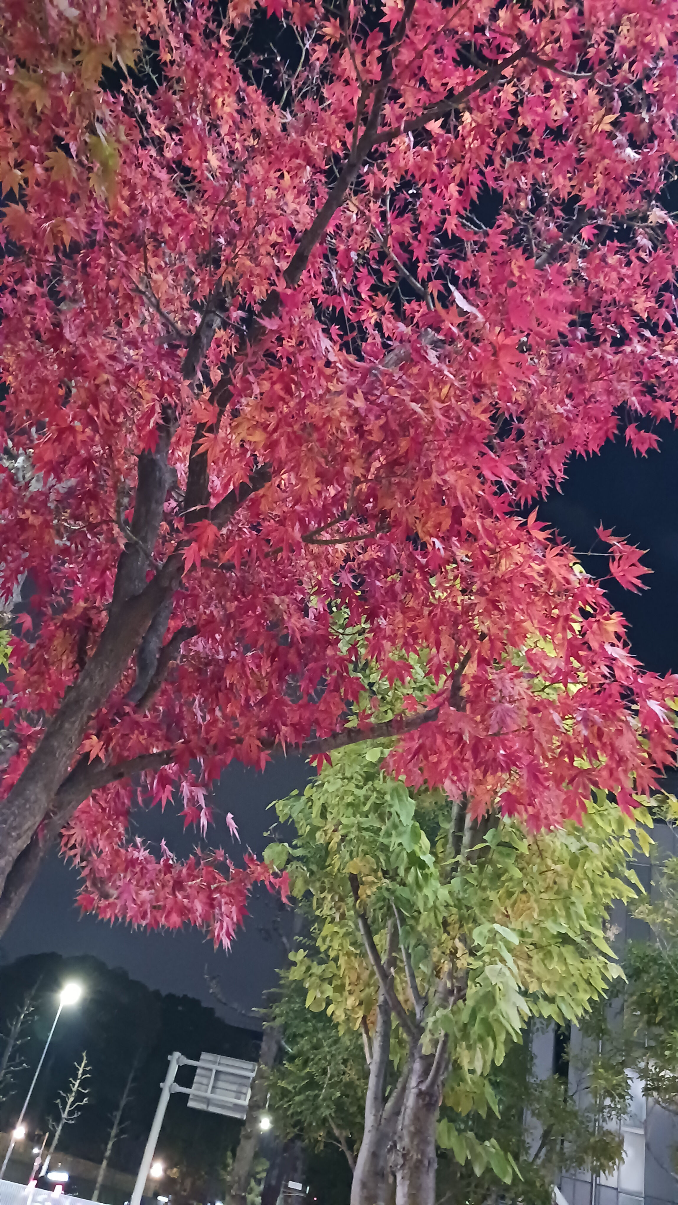 おやすみなさい(-_-)zzz