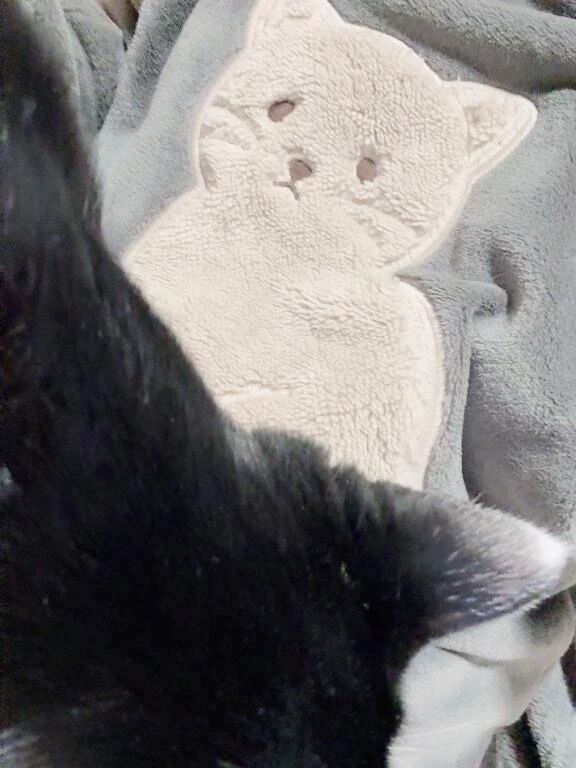 またあした〜辰