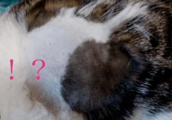 皮下脂肪フェチ