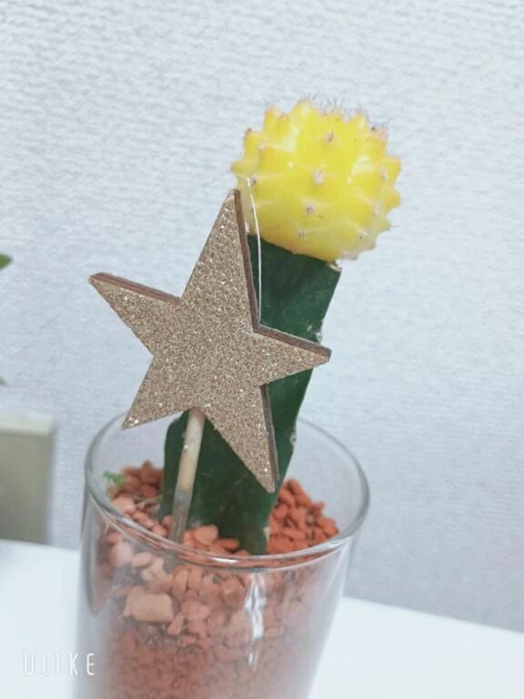 ︎︎懶黄色い子