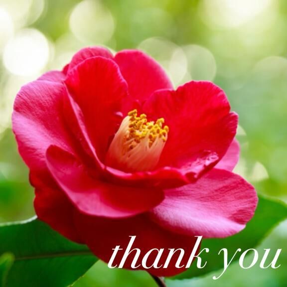 ありがとうございます