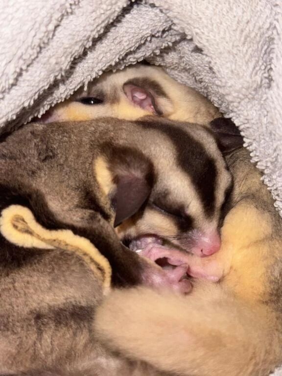 私の大好きな家族冀