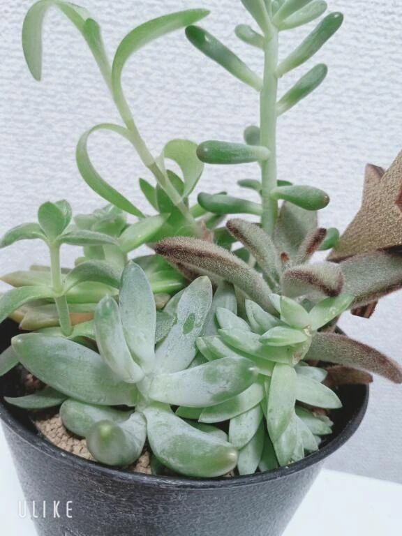 ︎懶多肉寄せ集め︎‪‬