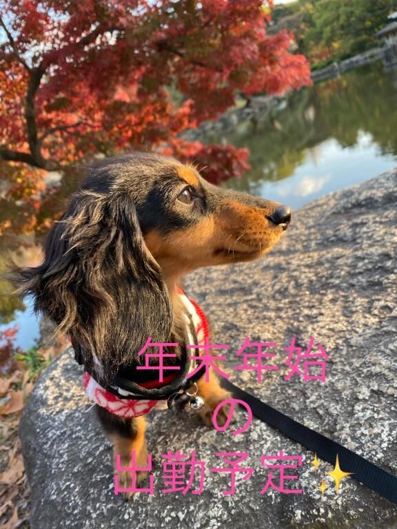 年末年始のお知らせ♡♡♡♡