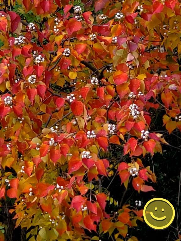 [お題]from:下痢するってよさん