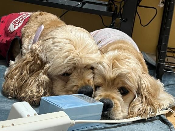 おはよぉ(  ♡♡♡♡ )♡