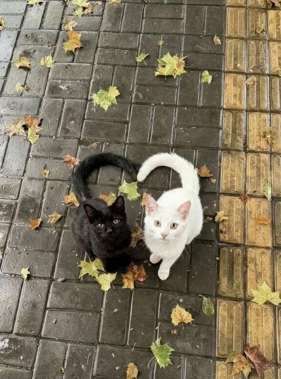 おひめの取扱説明書‪