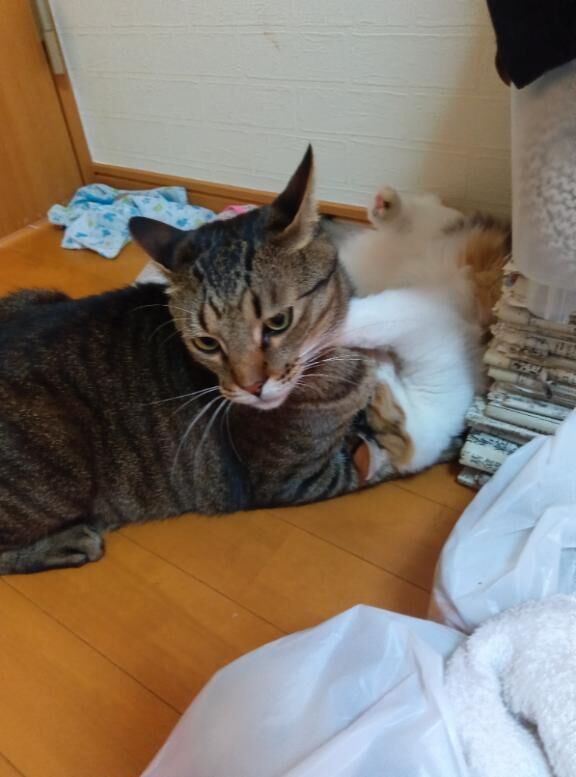 出勤しましたぁ