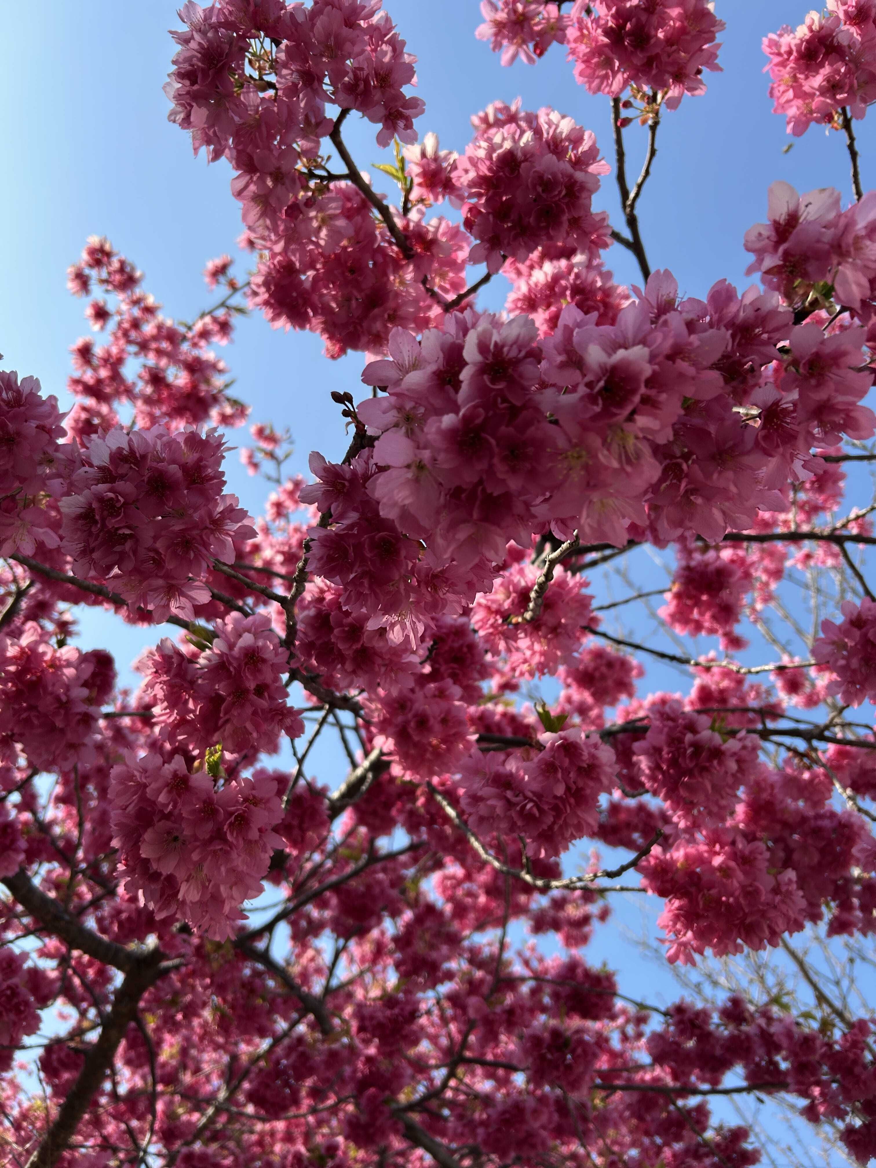 今週の出勤予定だよ