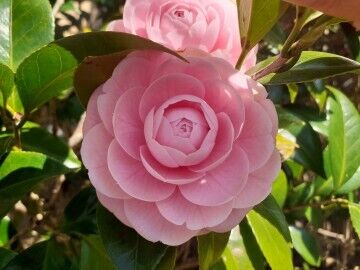 ２３日火曜　Ｓ様　Love letter