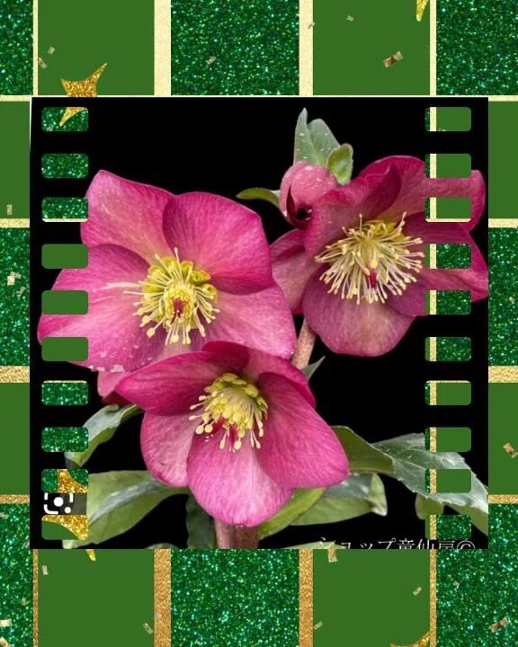 おはようクリスマスやな❤️❣️