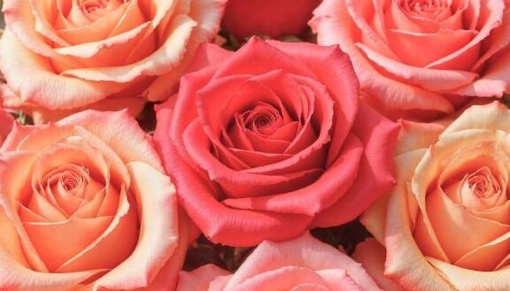 ご予約ありがとうございます