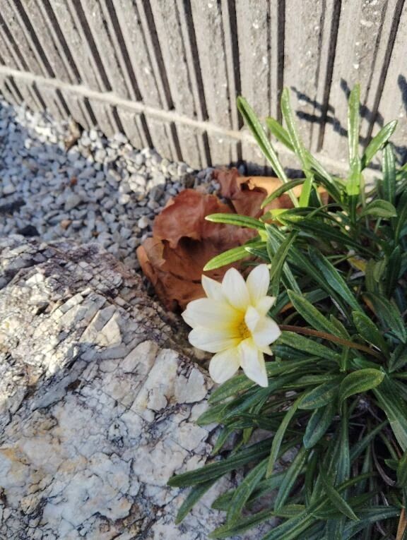 ありがとうございました。