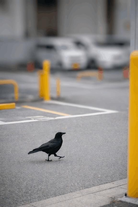 カラスのスキップ♡