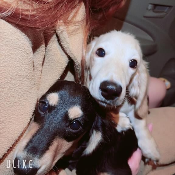 女の子の日が来てしまった為🌙*ﾟ