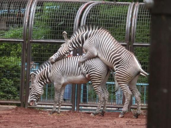 謹賀新年　午年