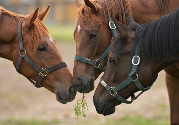 (  ♡♡♡♡ )♡