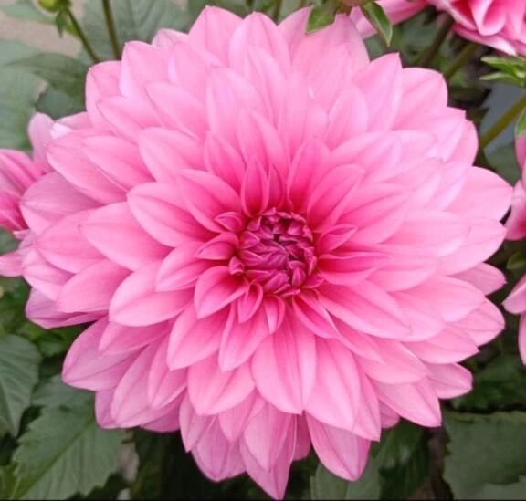 💕ありがとう💕