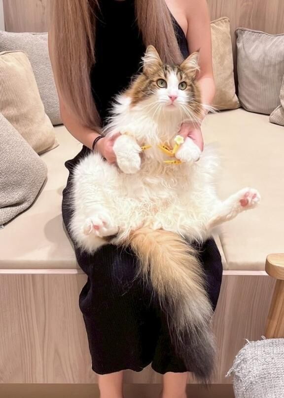 (  ♡♡♡♡ )♡