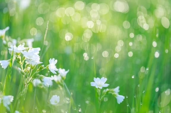 [お題]from:猫動画に連打さん