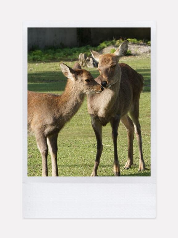 すずらん定期便✉️