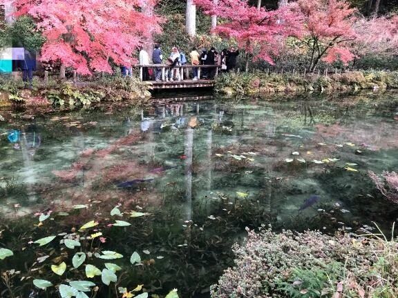 いつかのモネの池