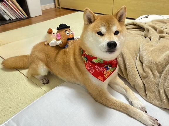 [お題]from:トイプーさん