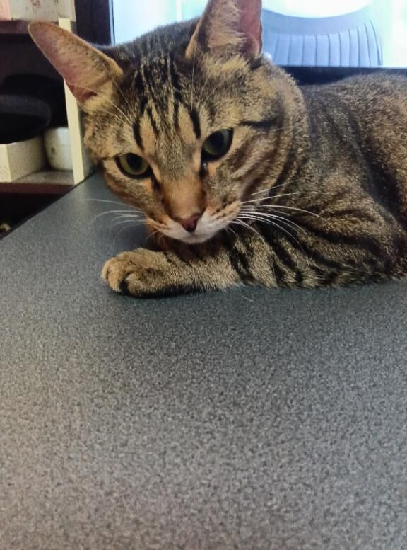 ダイナソー312の殿方様