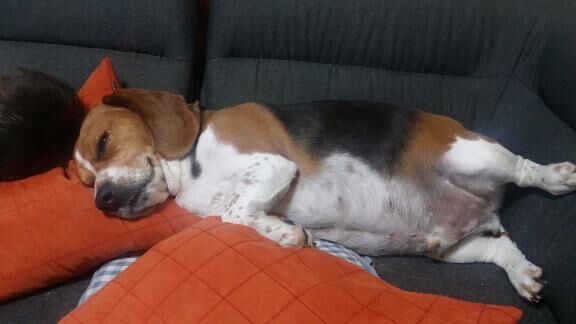 [お題]from:トイプーさん