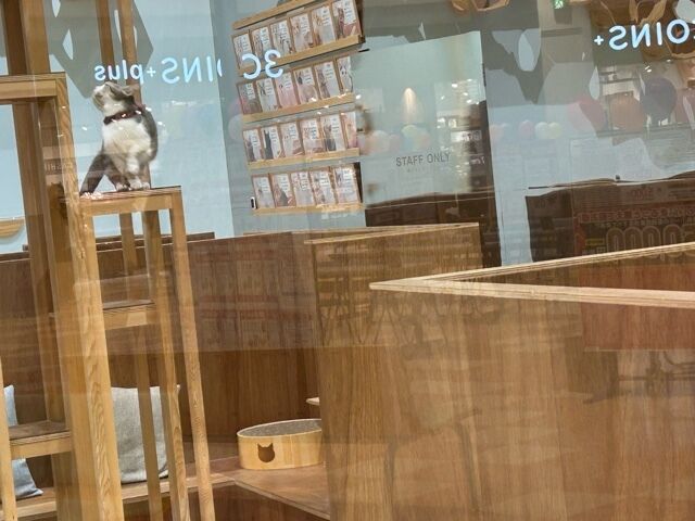 猫カフェ
