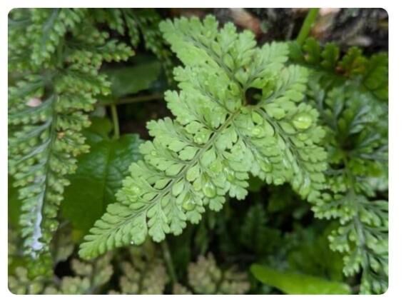 しのぶ草 人に知られぬ 恋もかな