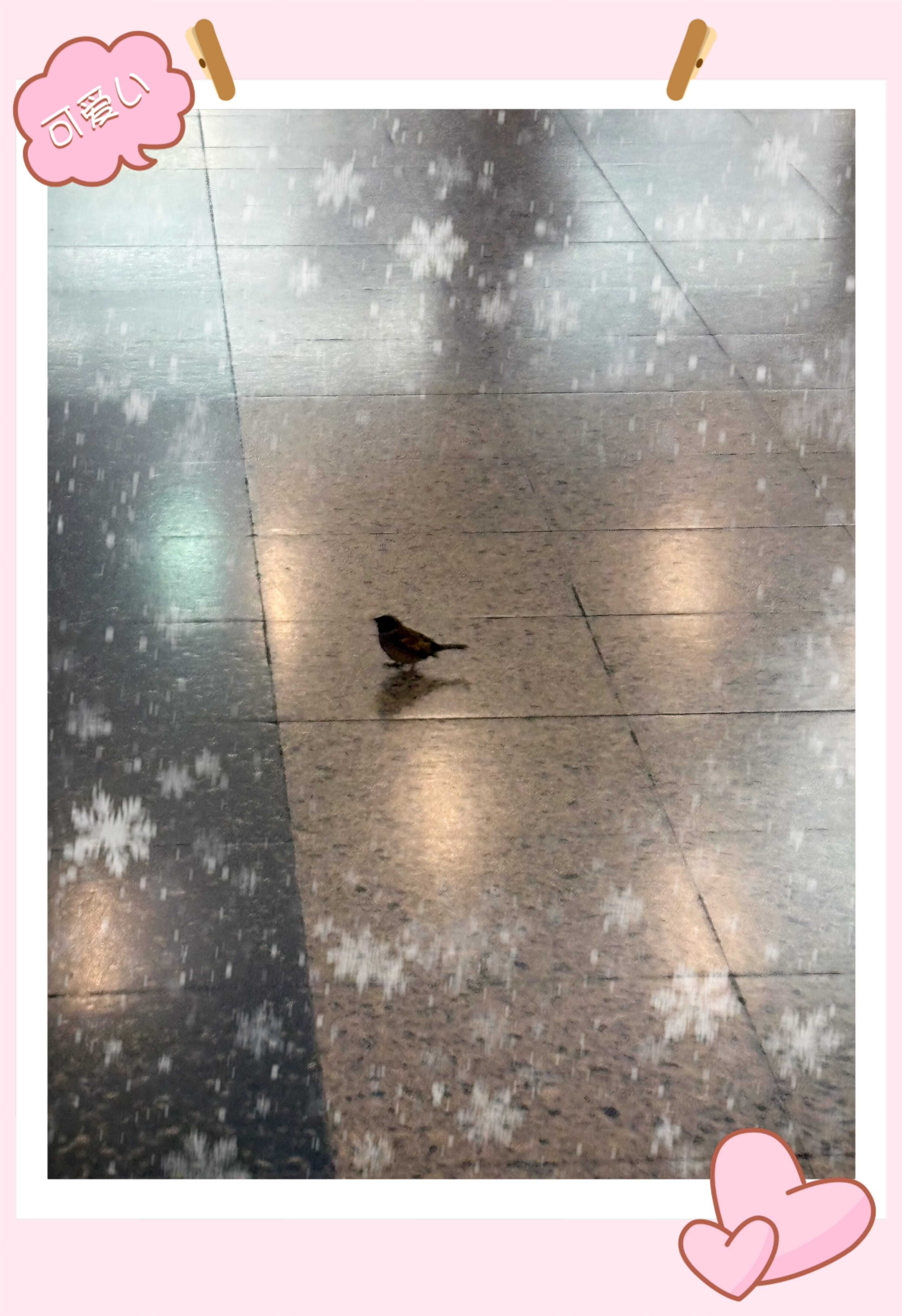 スズメ可愛い！