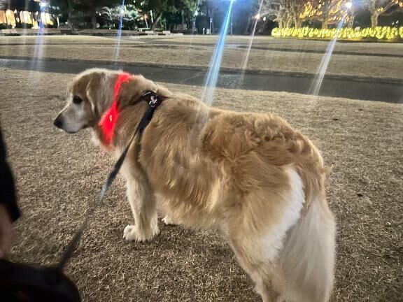 ♡ゴールデンちゃんとお散歩行ったよ♡