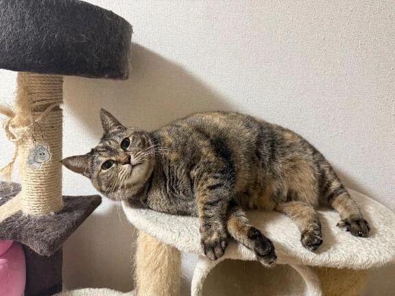 にゃんこ先生🐱