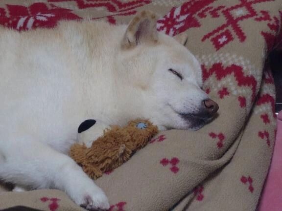 マイガール登録も必須？！