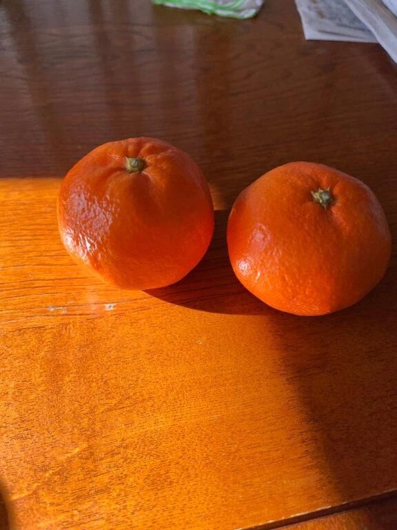 今日お休みです😭