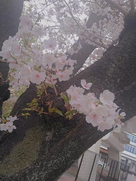 立春🌸