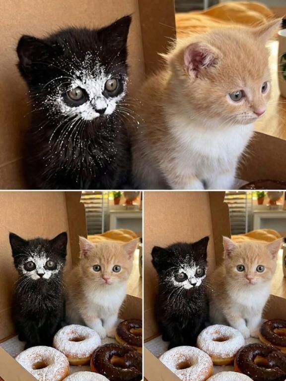 day666。ダミアン。