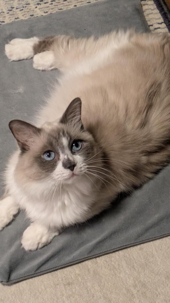 おはようございます