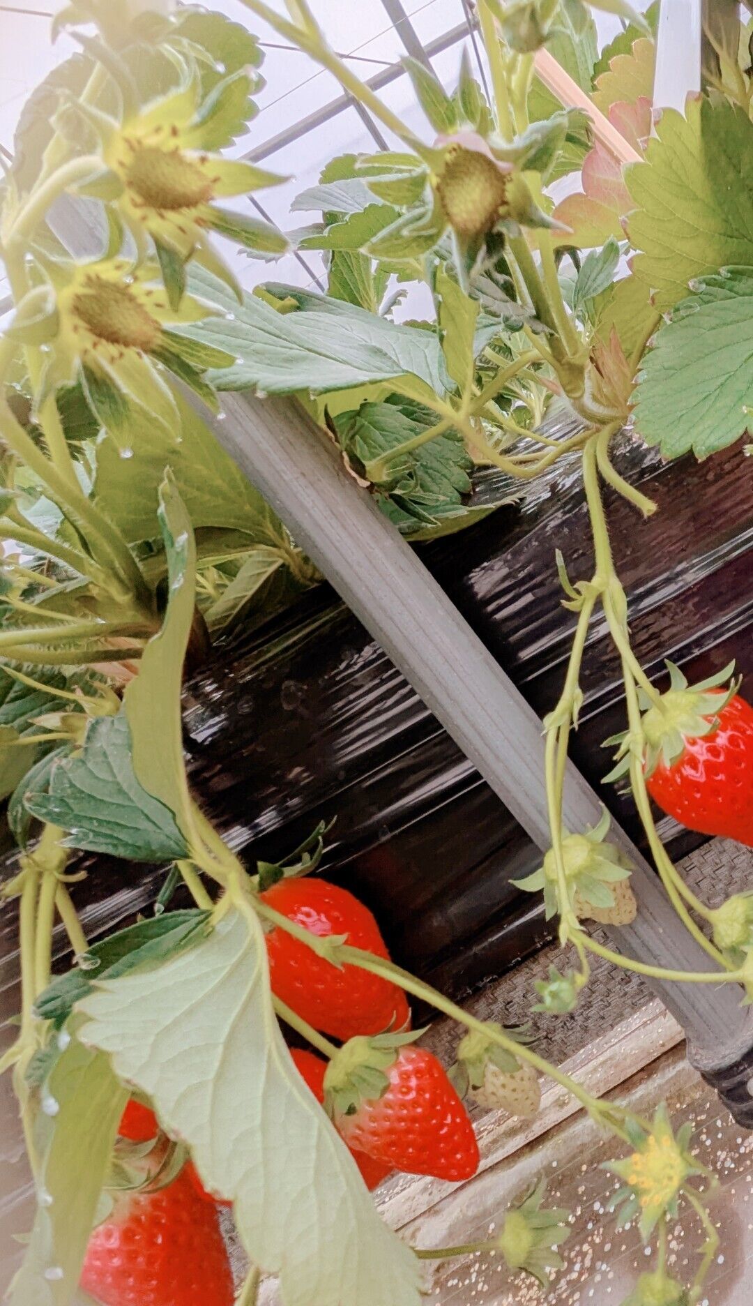 今日もお疲れ様です︎‪‪‪‪‪🫶🏻︎💞