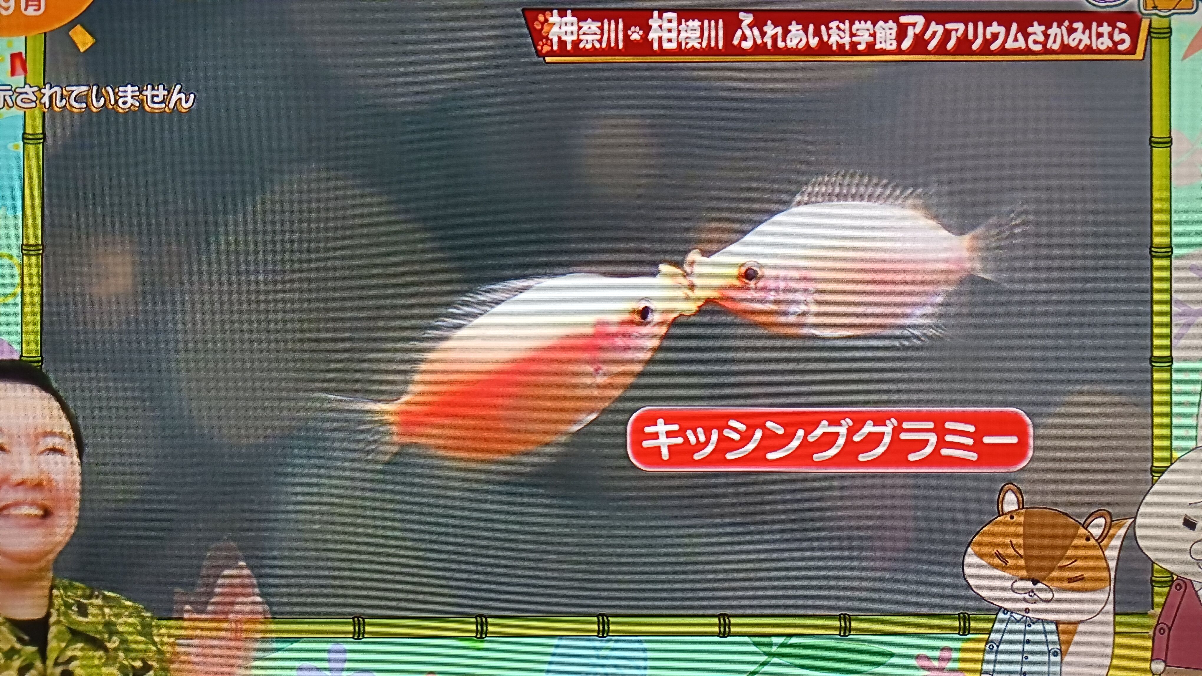 今週はバレンタインデー週