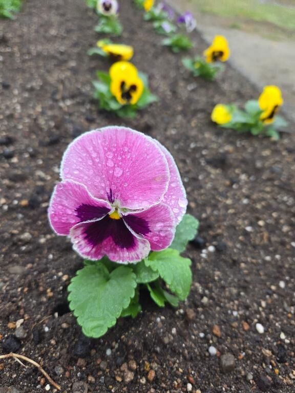 ありがとうございます