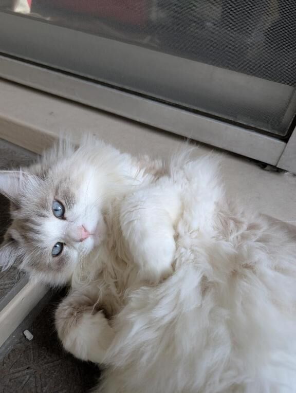 まさか…暴走？